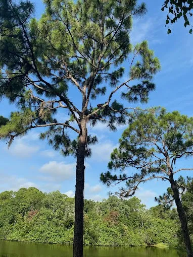Tree Health Services