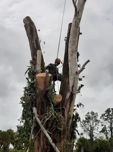 Tree Health Services