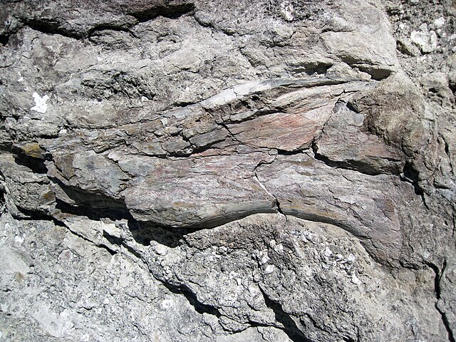 Bone Bed
