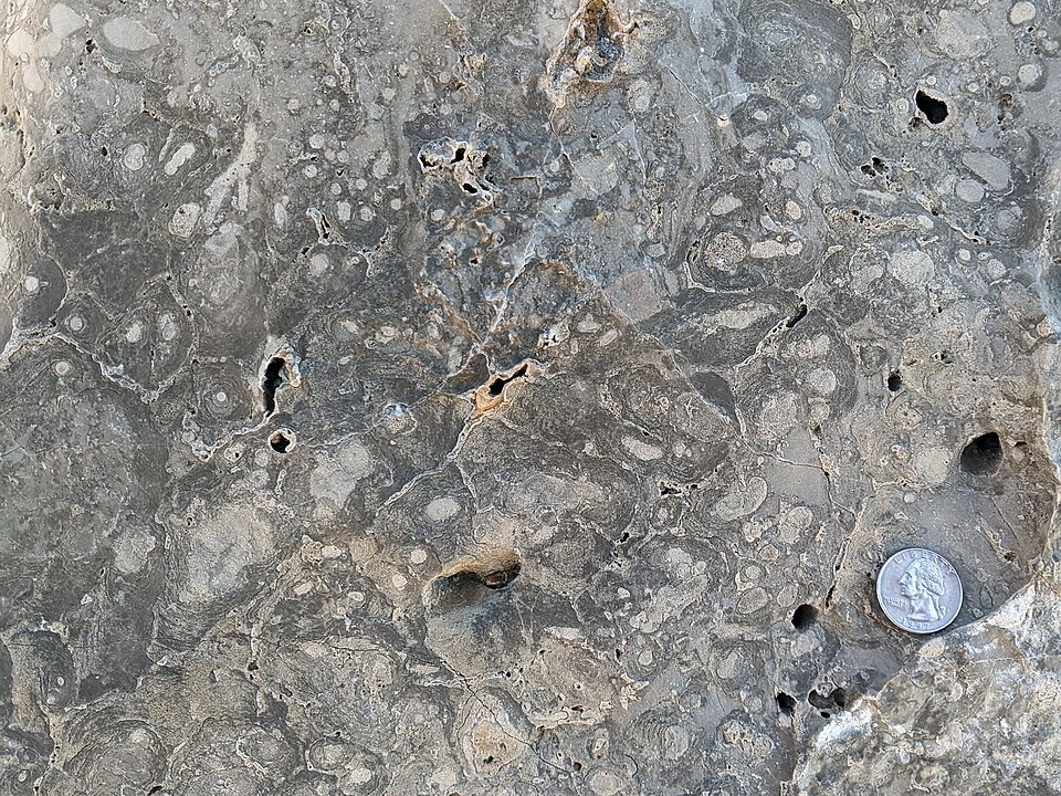 Boundstone, a sedimentary rock specimen