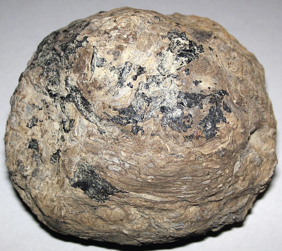 Coal Ball, a sedimentary rock specimen