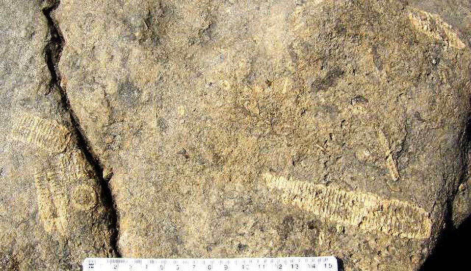 Crinoid Limestone