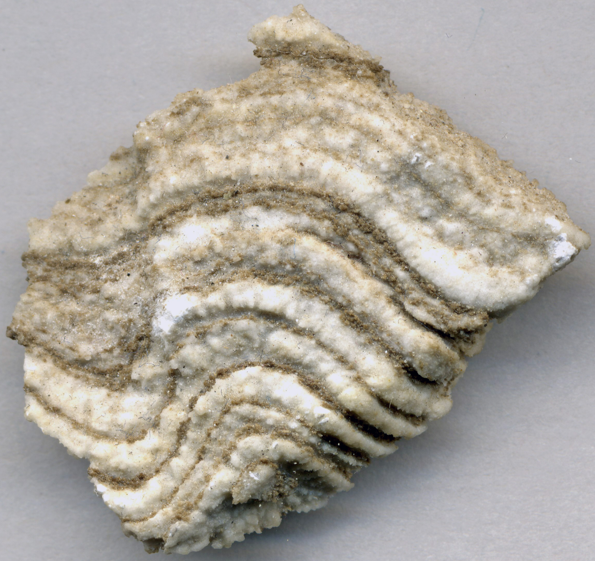 Evaporite