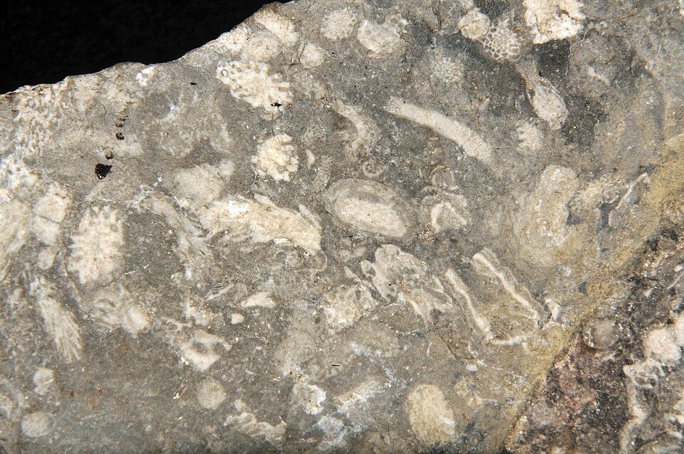 Chalk (Nummulitic)