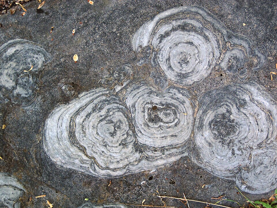 Stromatolitic Limestone