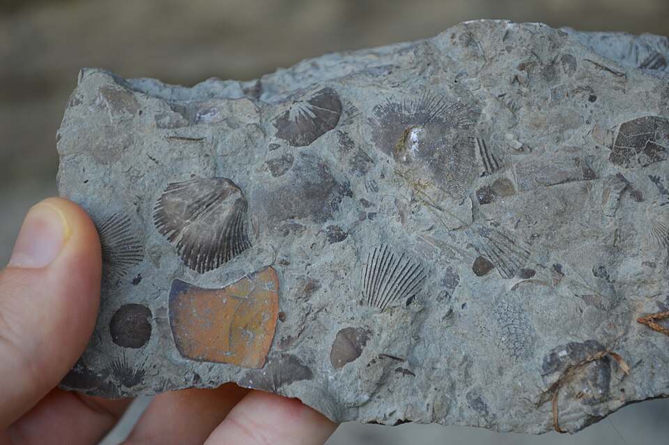 Wackestone, a sedimentary rock specimen
