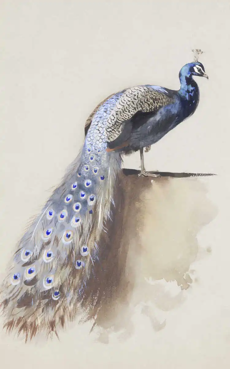 Blue Peacock