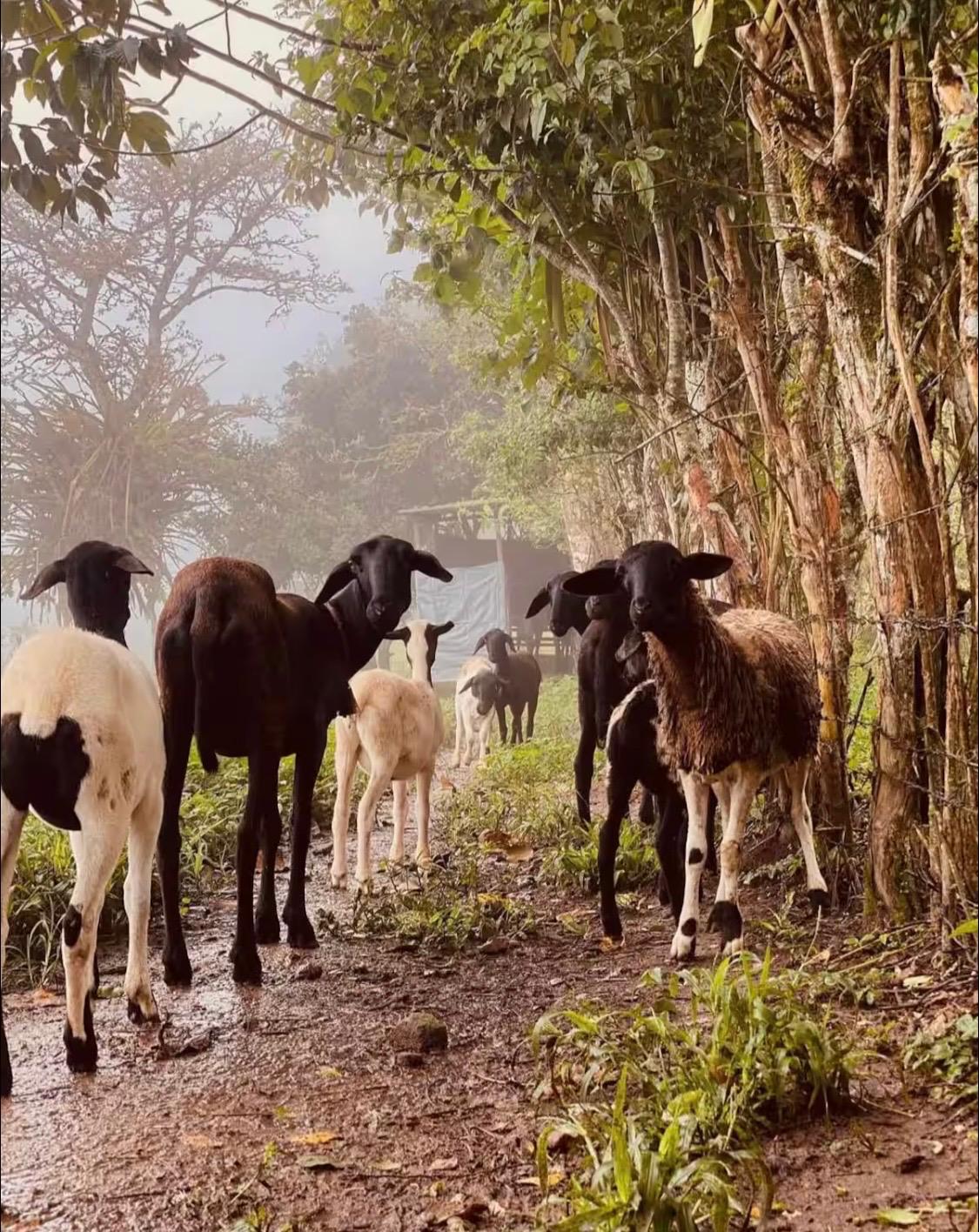 Rancho Celeste - foto 3