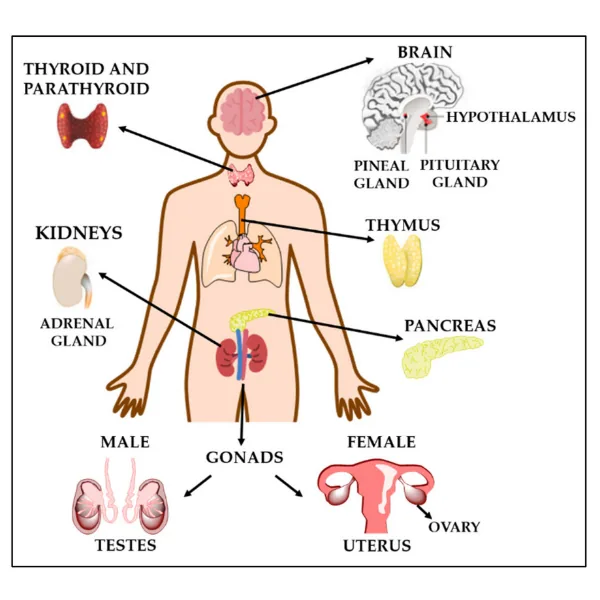 Illustration of the human organ systems affected by endocrine-disrupting chemicals