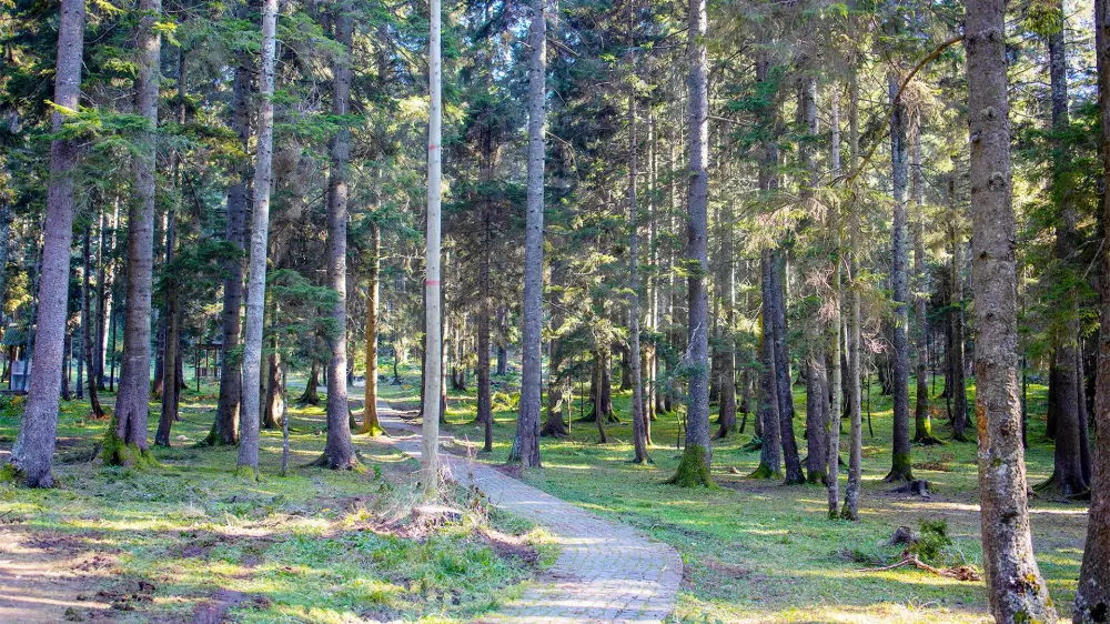 Çalcamili Tabiat Parkı