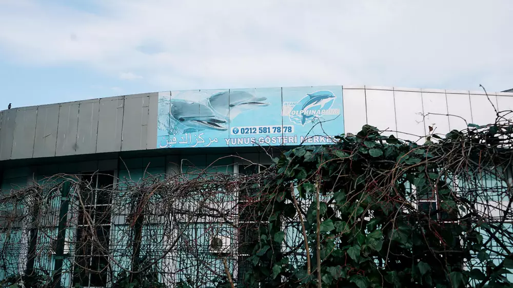 Dolphinarium Dolphin Show Center