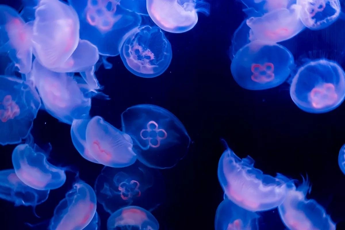 АкваДом и SEA LIFE Берлин
