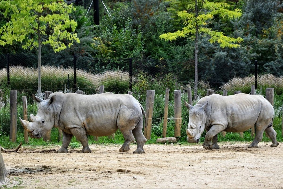 Pariser Zoo