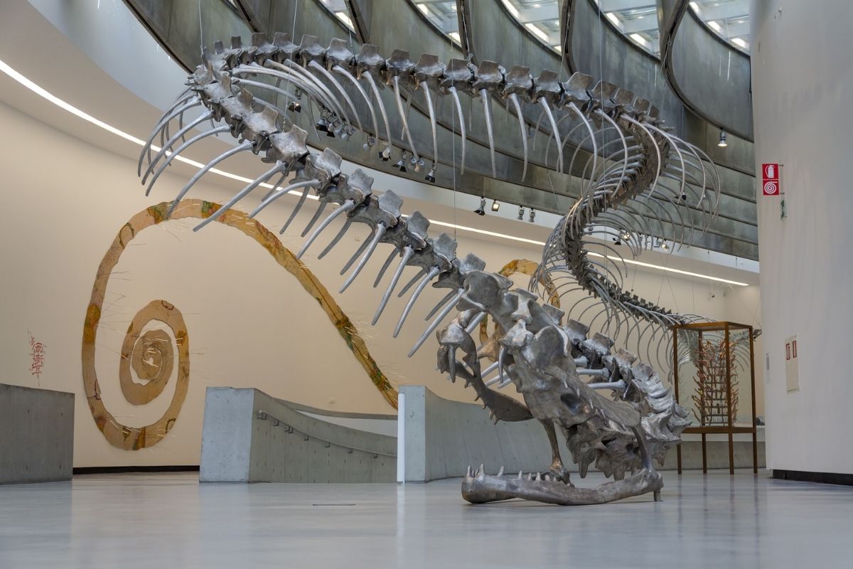 MAXXI