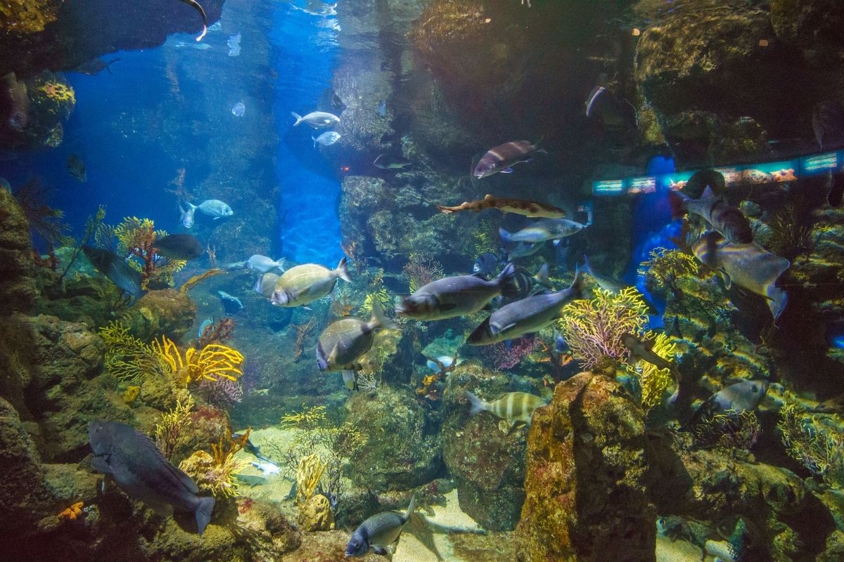 Das Aquarium Barcelona