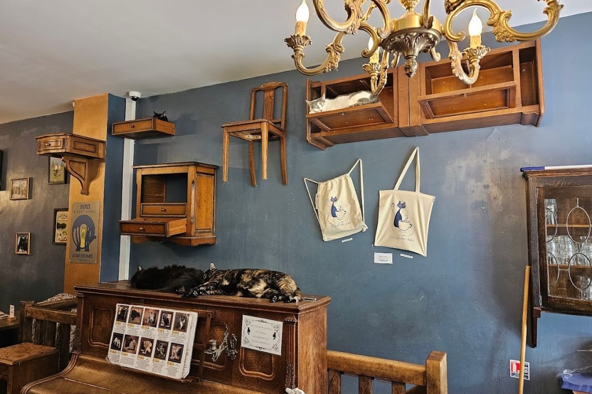 Le Café des Chats