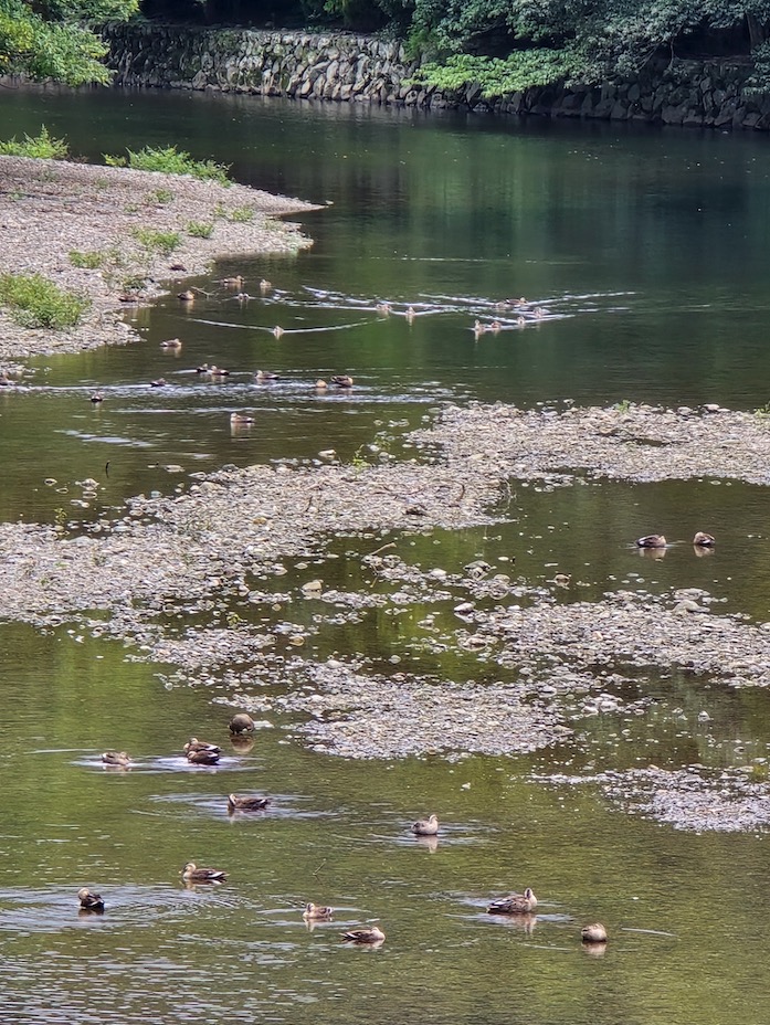 五十鈴川野鴨成群