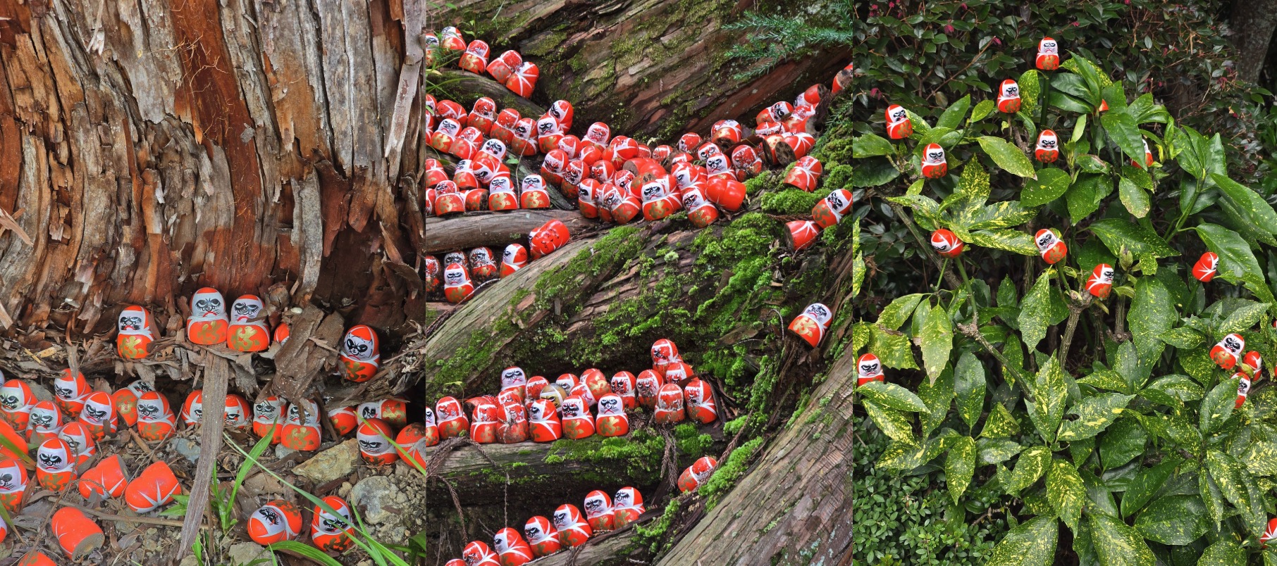 勝尾寺 - 樹皮裂縫上的達摩 (左)、青苔樹根上的達摩 (中)、枝葉上的達摩 (右)