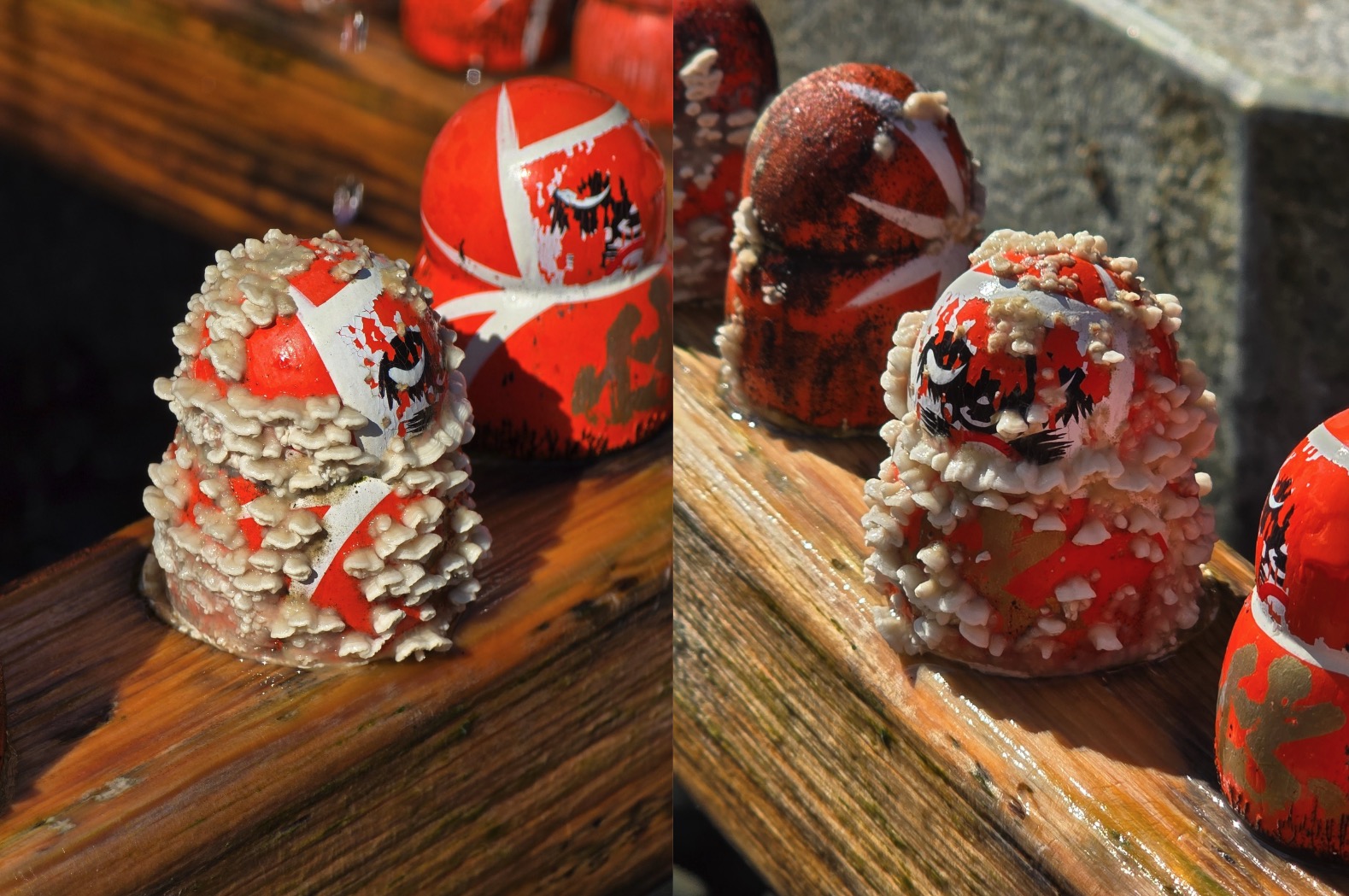 勝尾寺 - 香菇達摩