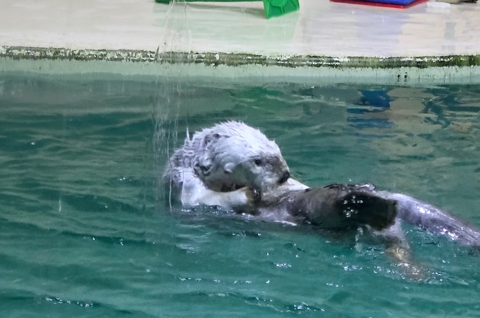 鳥羽水族館 - 海獺