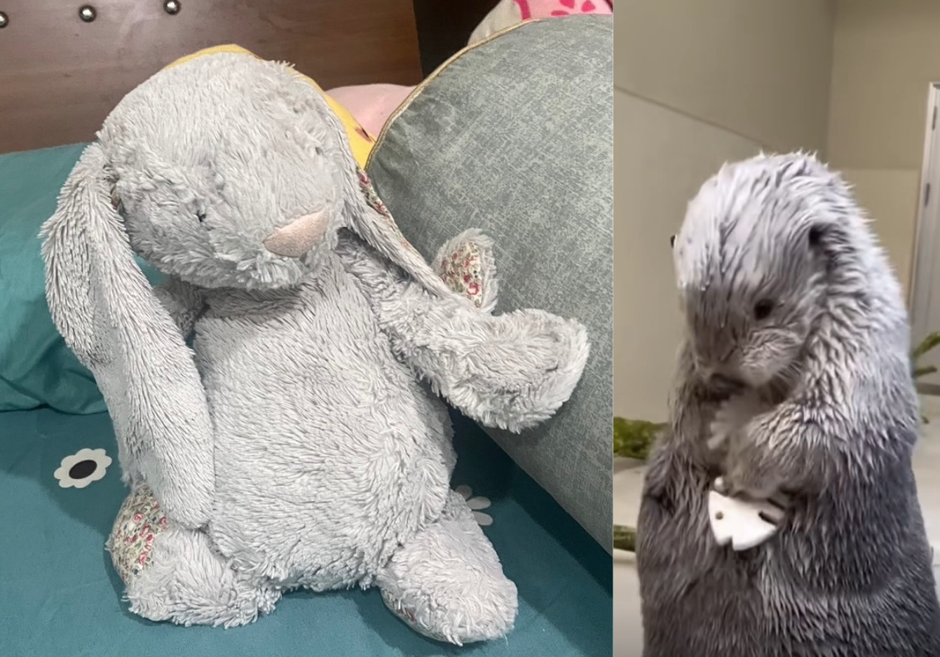 鳥羽水族館 - 大耳朵 (左)、海獺 (右,網路截圖)