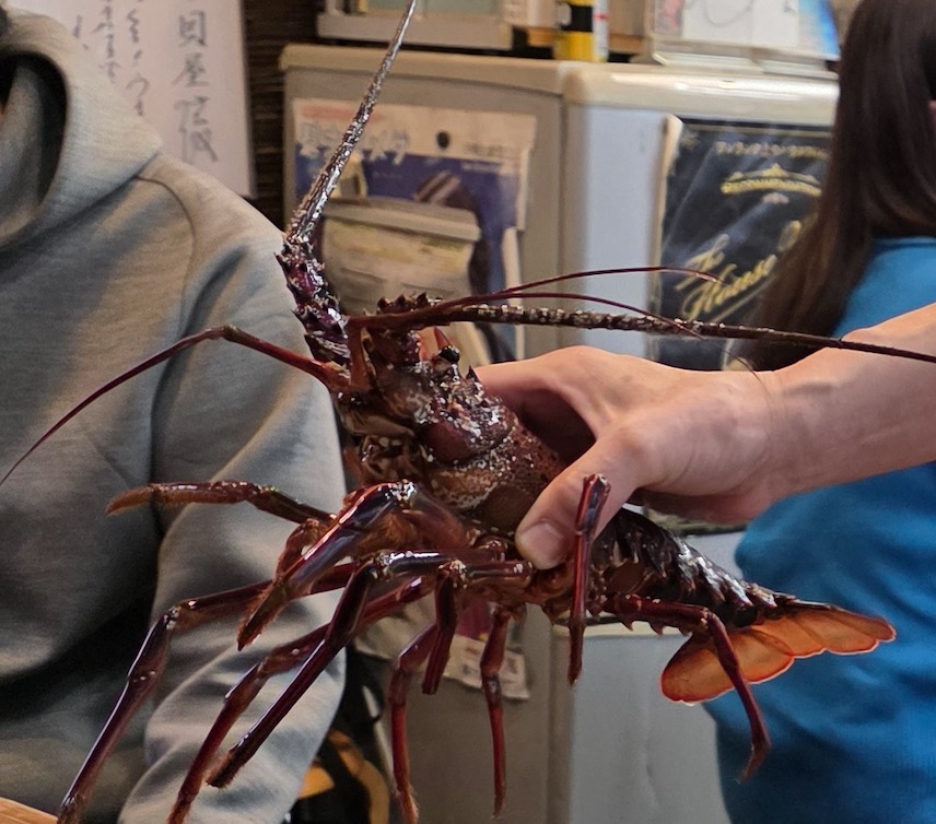 The Kaiya - 活跳跳伊勢龍蝦