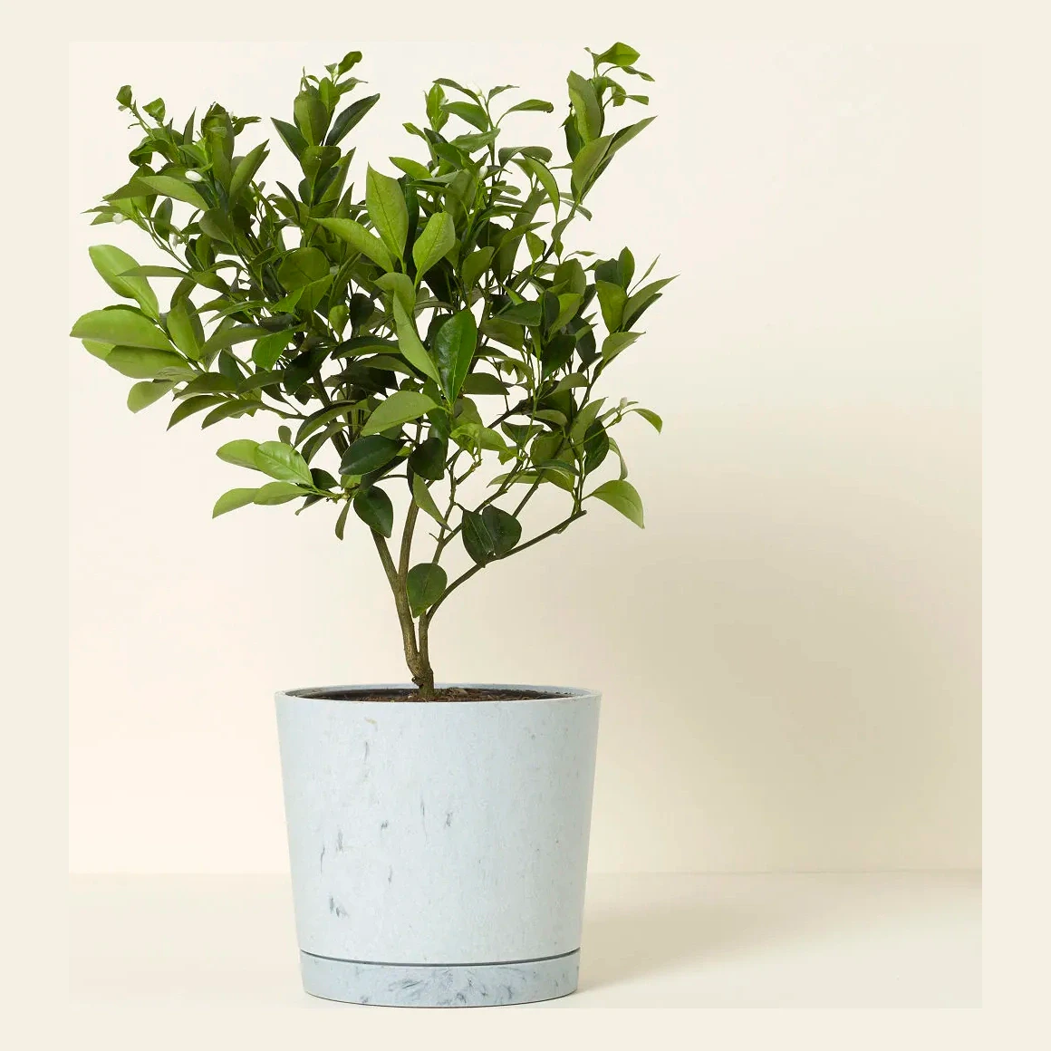 Grow Anywhere Meyer Lemon Tree
