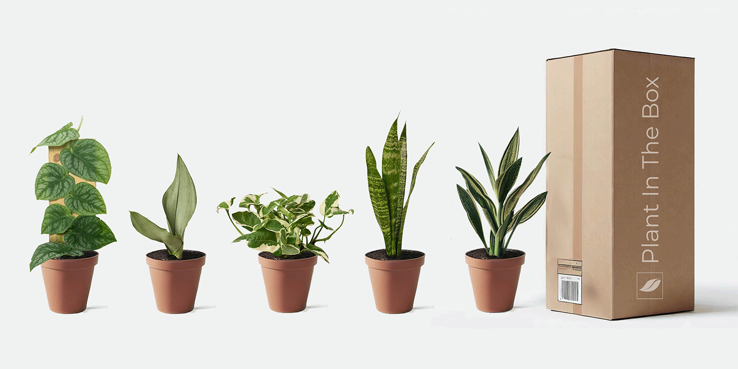 Plant In The Box - USA