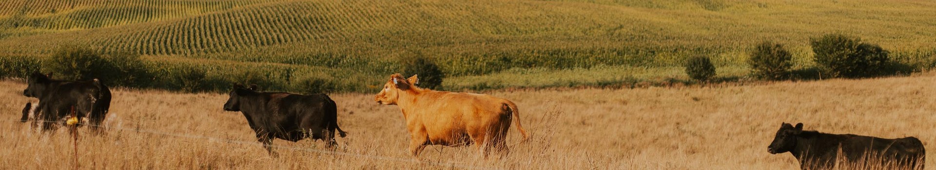 Purple Ribbon Beef Gifting