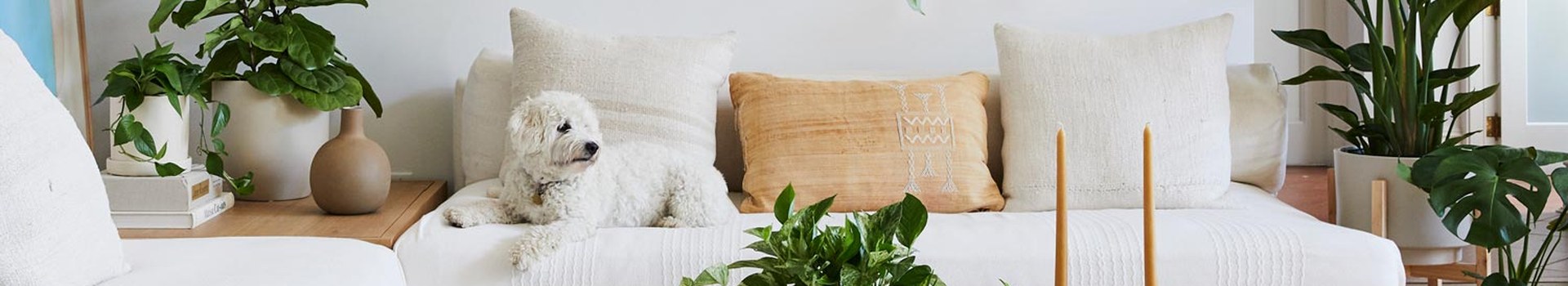 The Sill Corporate Gifting