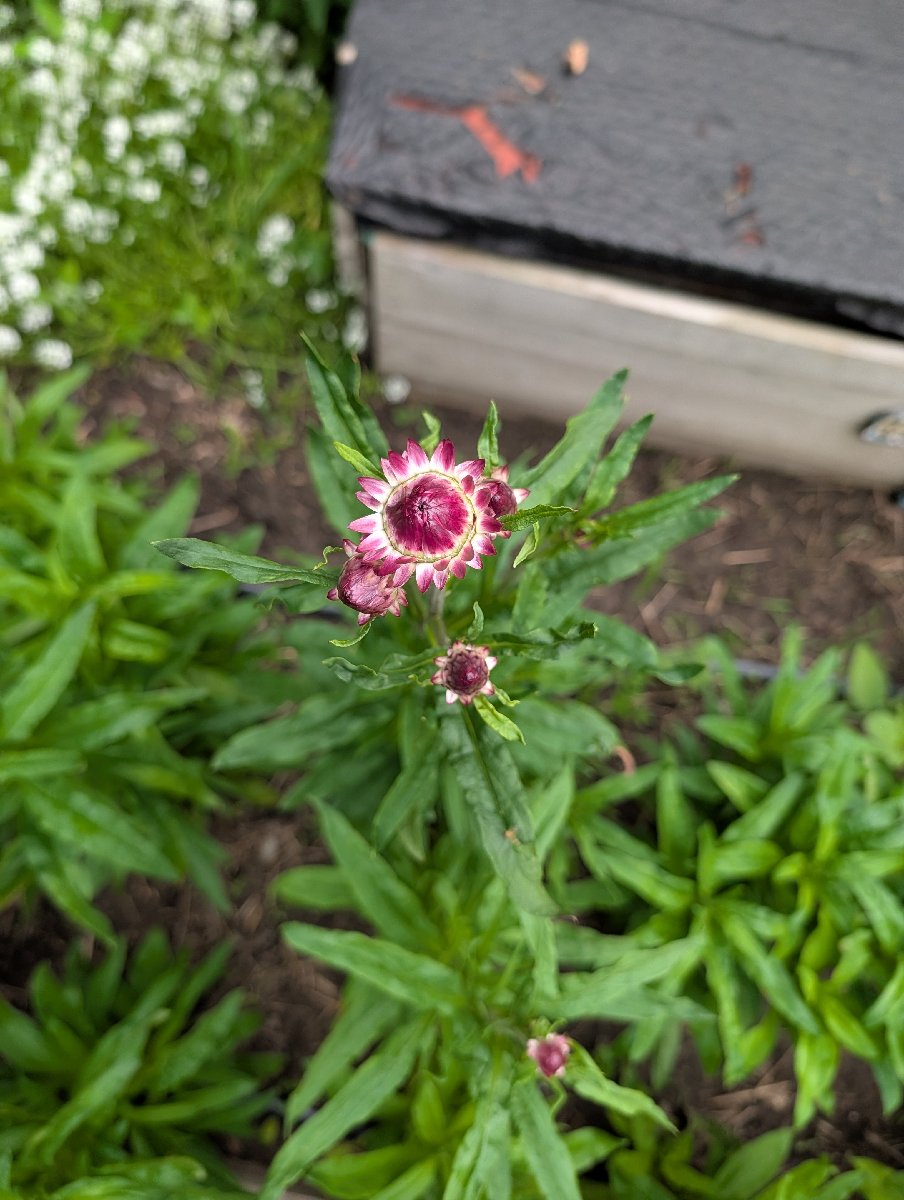 Woodworking and Gardening projects — Jeffery Gauntt