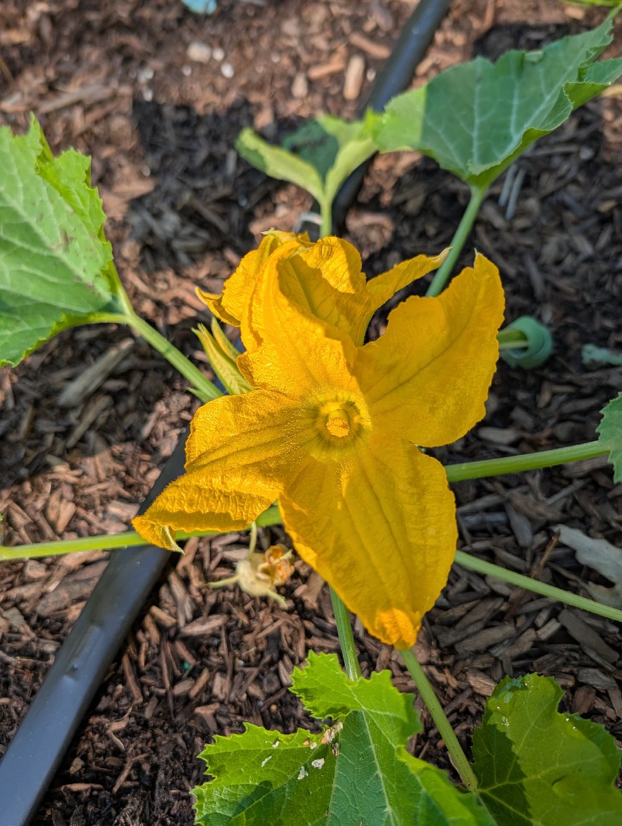 Woodworking and Gardening projects — Jeffery Gauntt