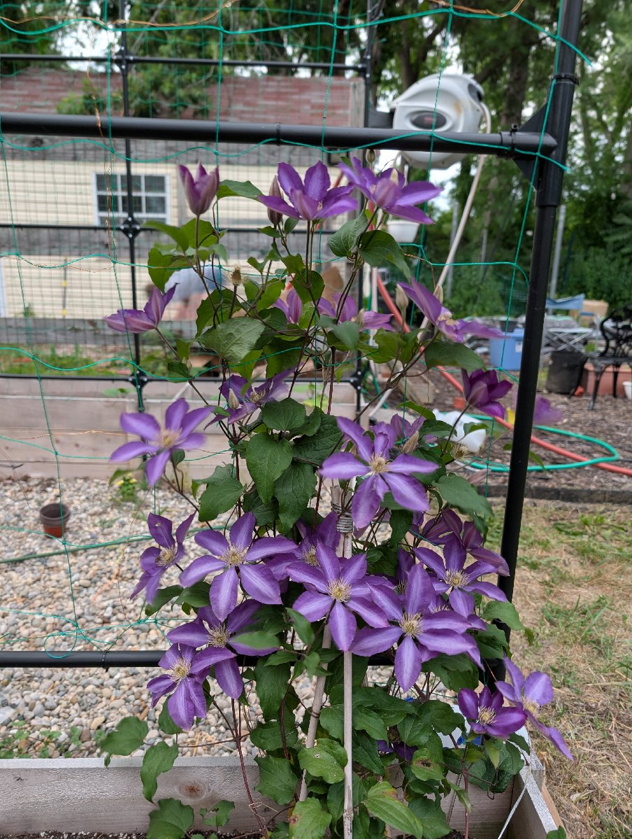 Woodworking and Gardening projects — Jeffery Gauntt