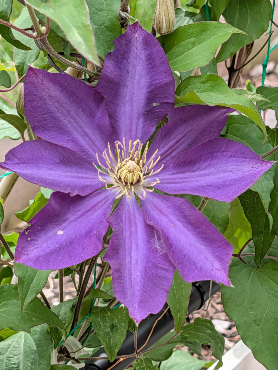 Woodworking and Gardening projects — Jeffery Gauntt