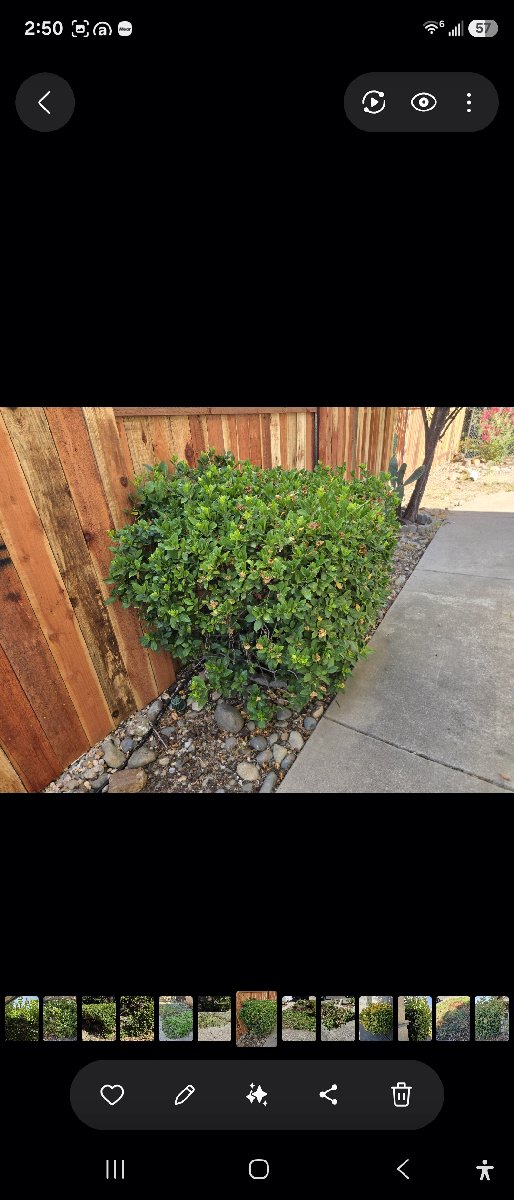 In Rancho Cordova — ali kia