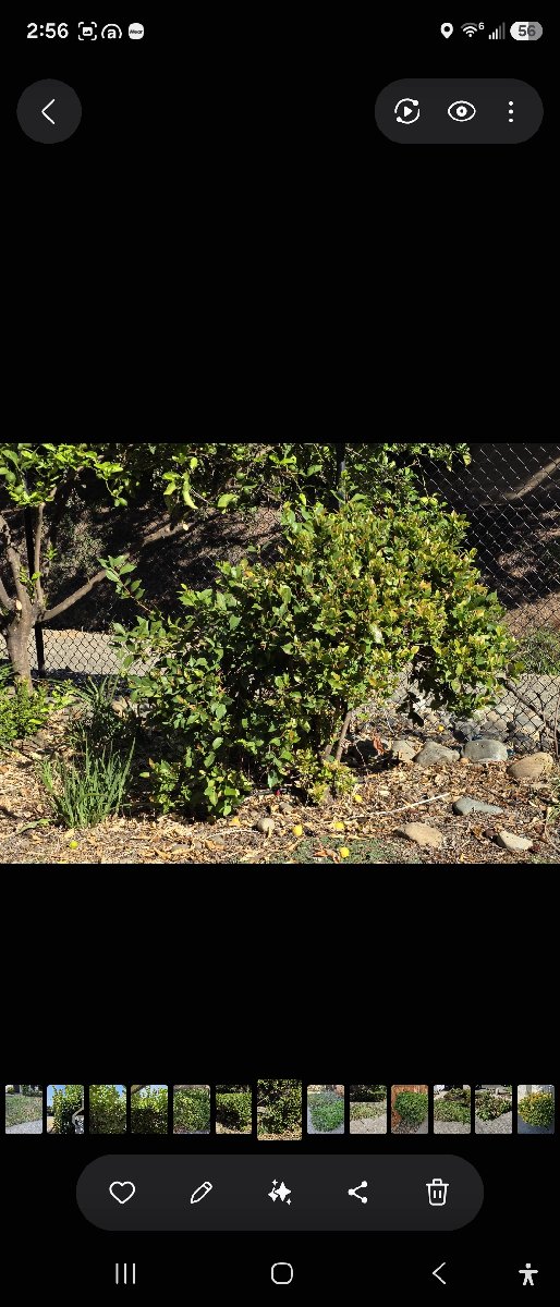 In Rancho Cordova — ali kia