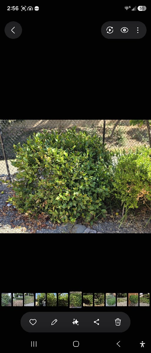 In Rancho Cordova — ali kia