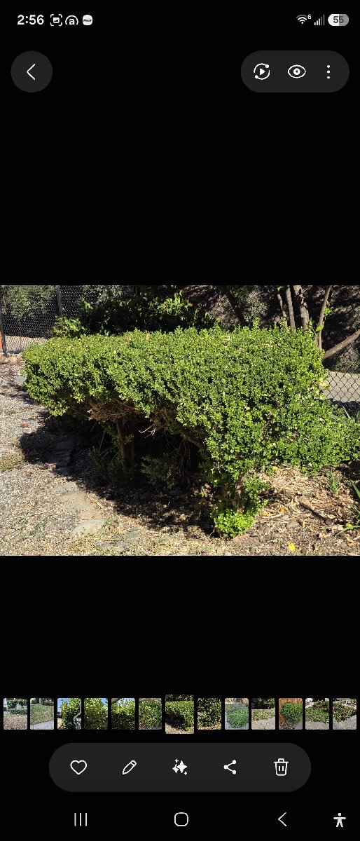 In Rancho Cordova — ali kia