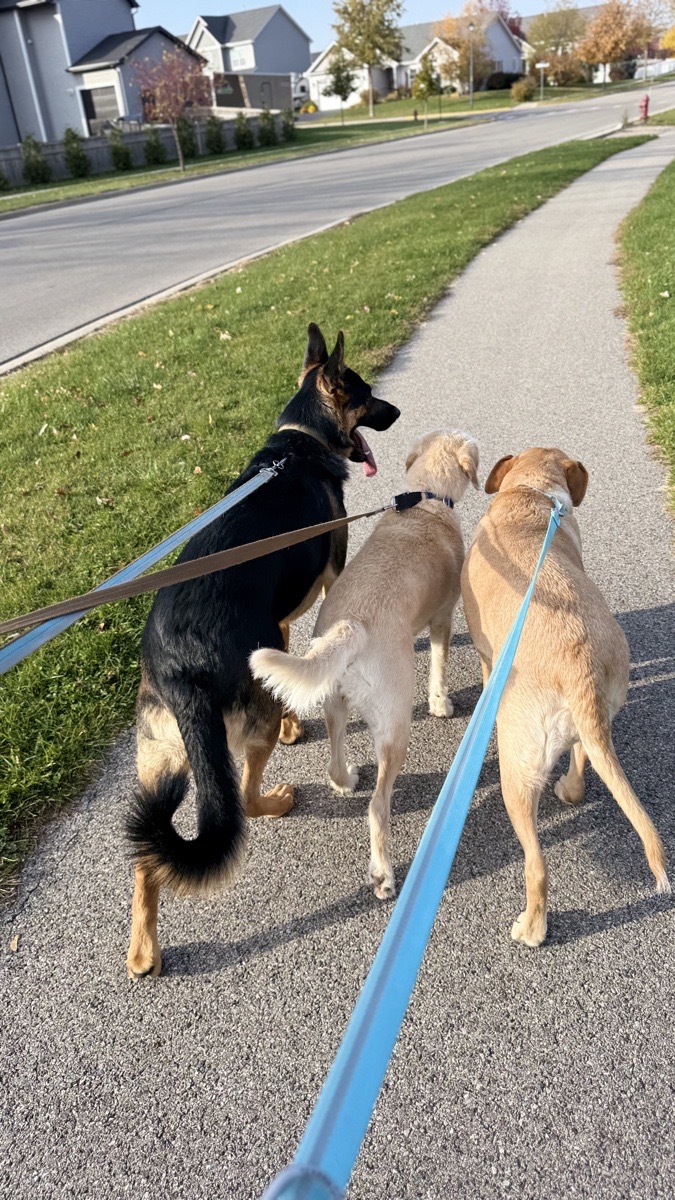 walking the dogs — Cali Alba