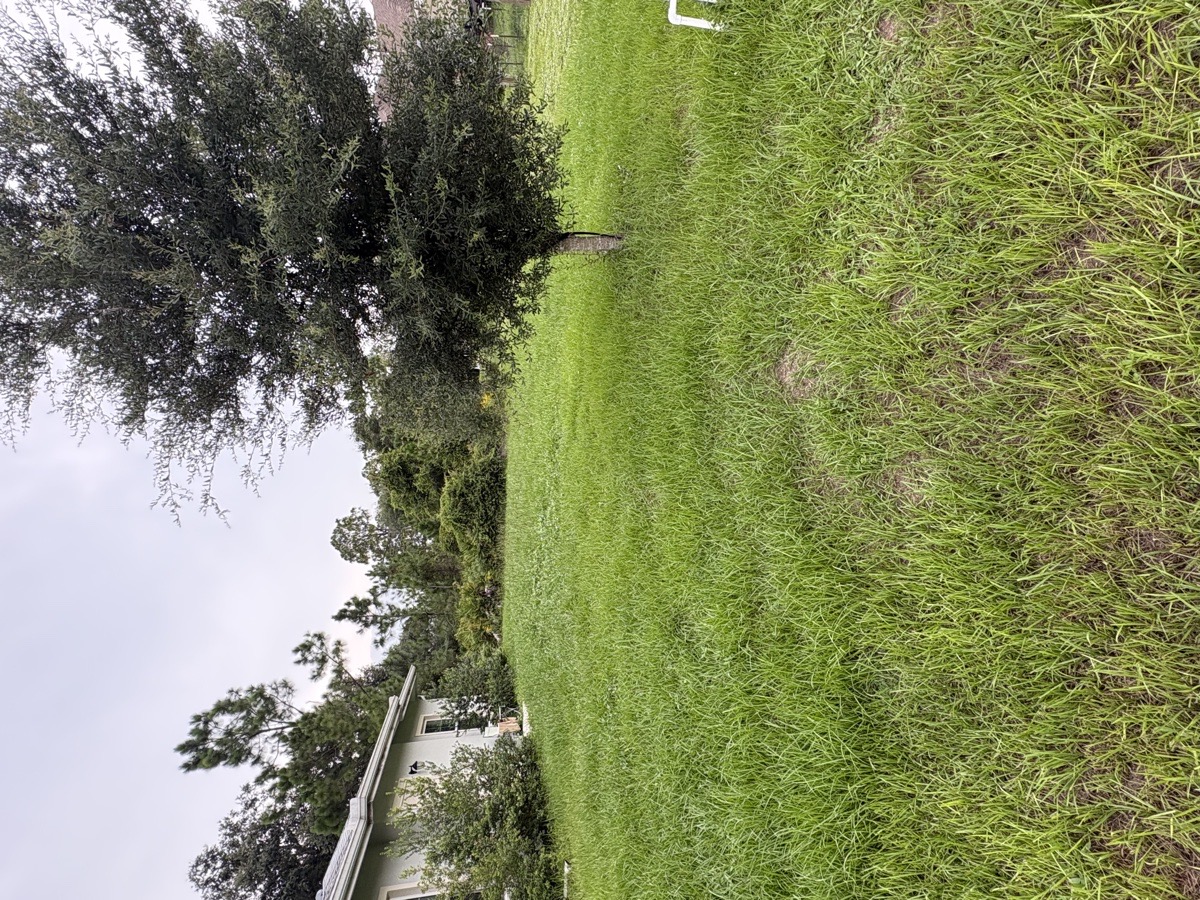 lawn — Quleton Monix 