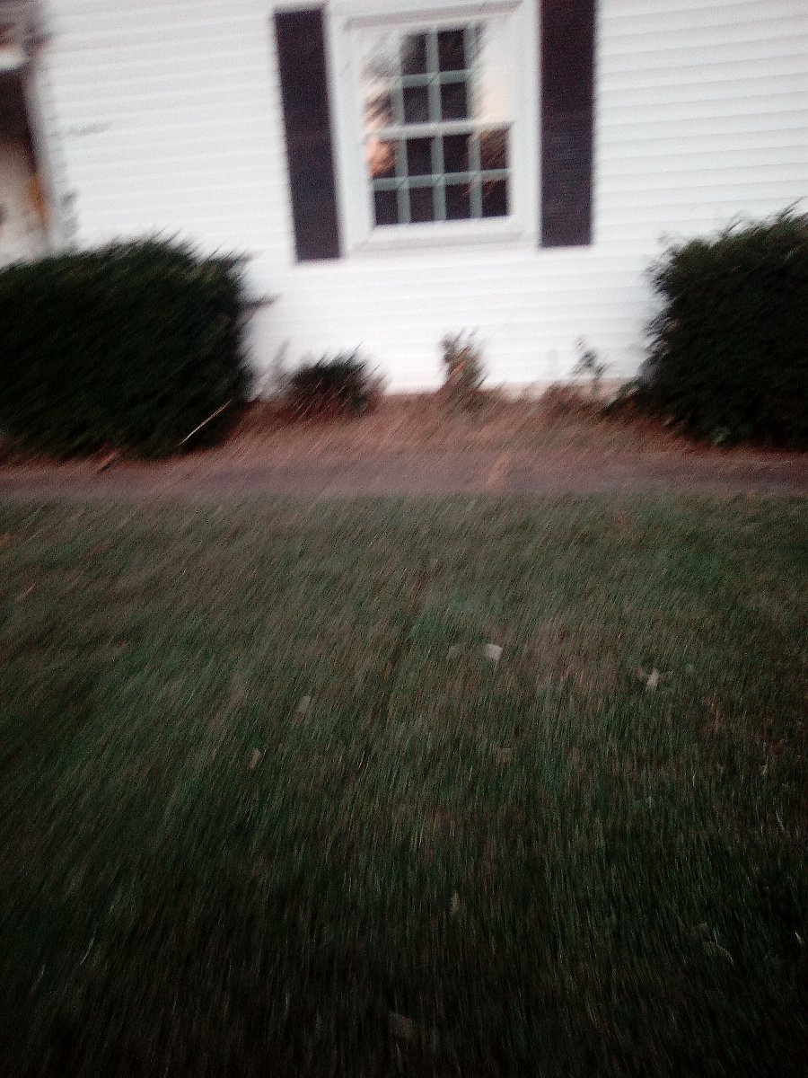 lawn mowing and bush triming — Jessica Vaughn
