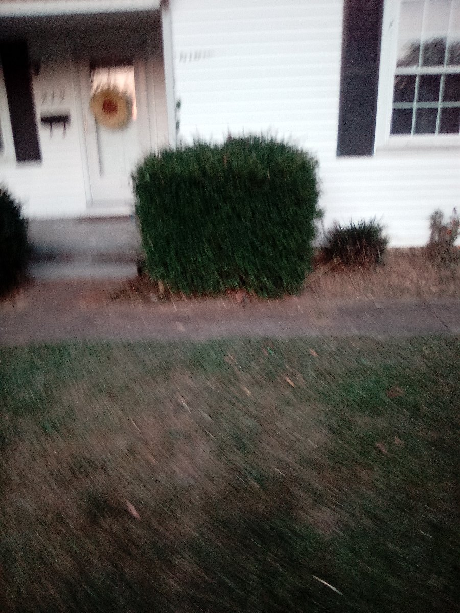 lawn mowing and bush triming — Jessica Vaughn