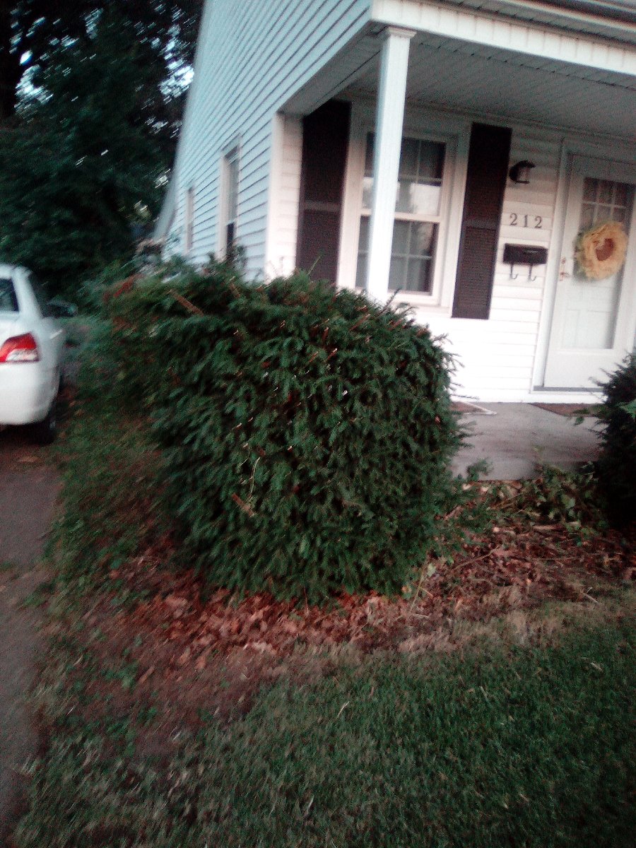 lawn mowing and bush triming — Jessica Vaughn