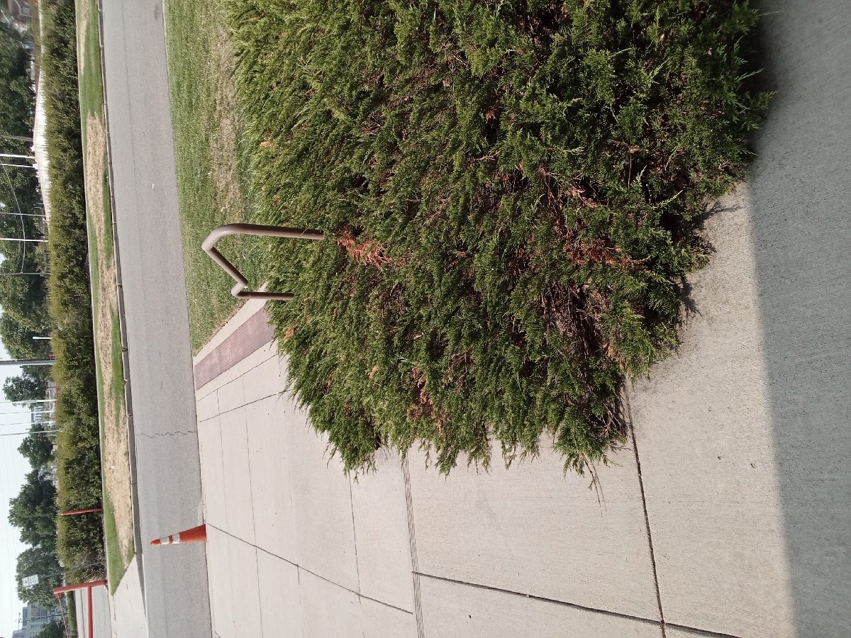trimming — Adam D