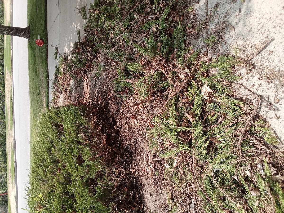 trimming — Adam D