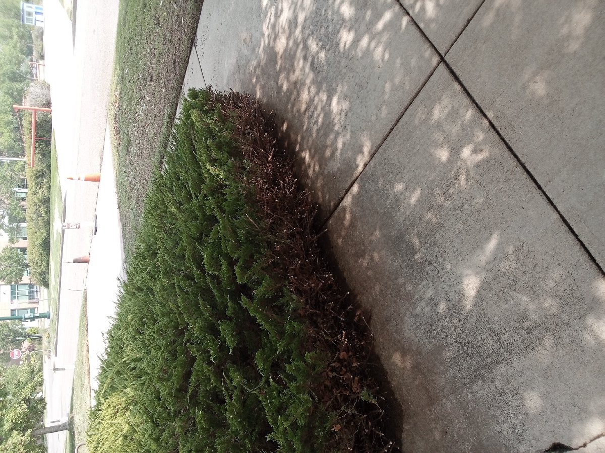 trimming — Adam D