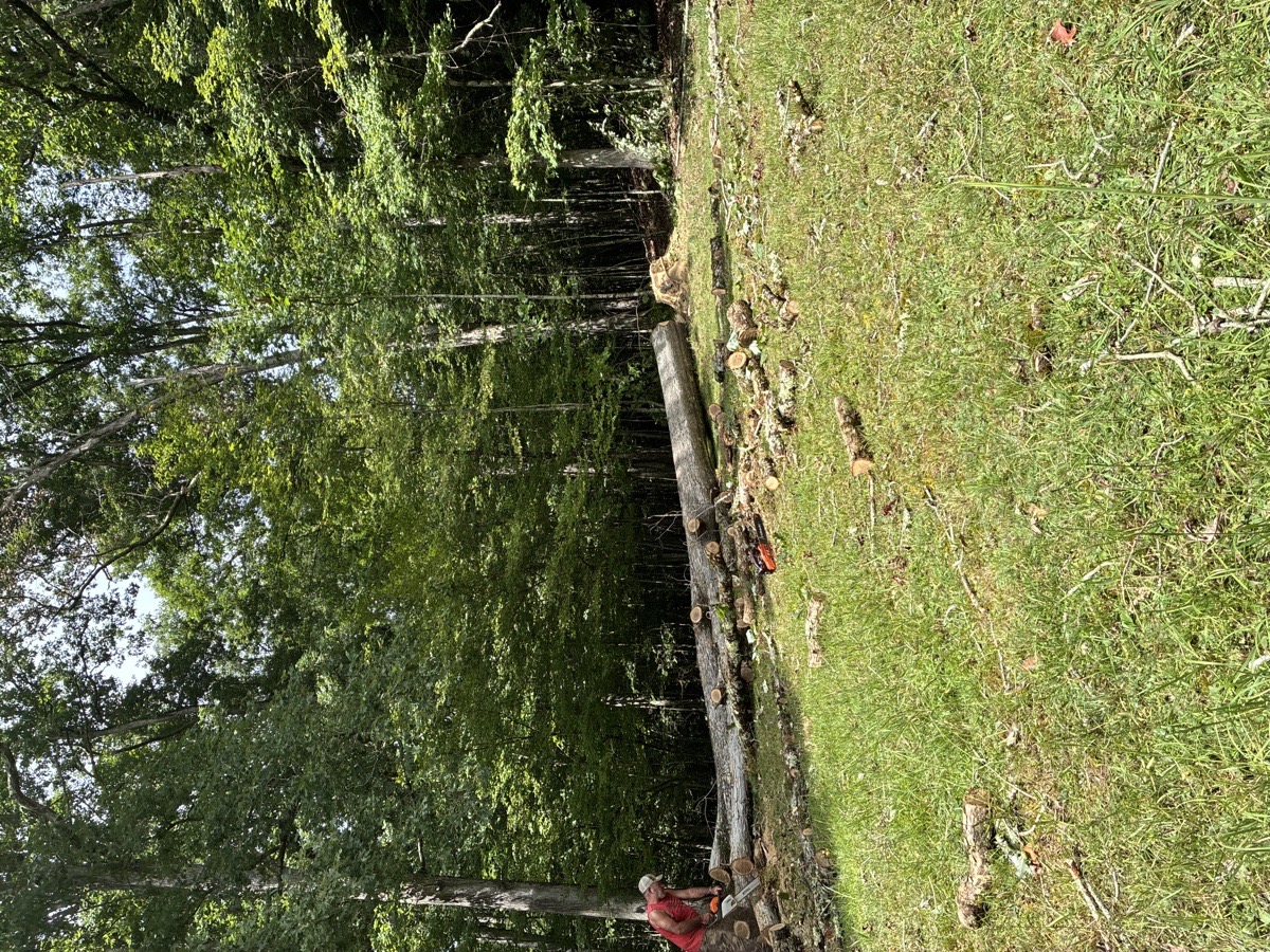 pressure washer and tree cutting — Ethan Dunbar