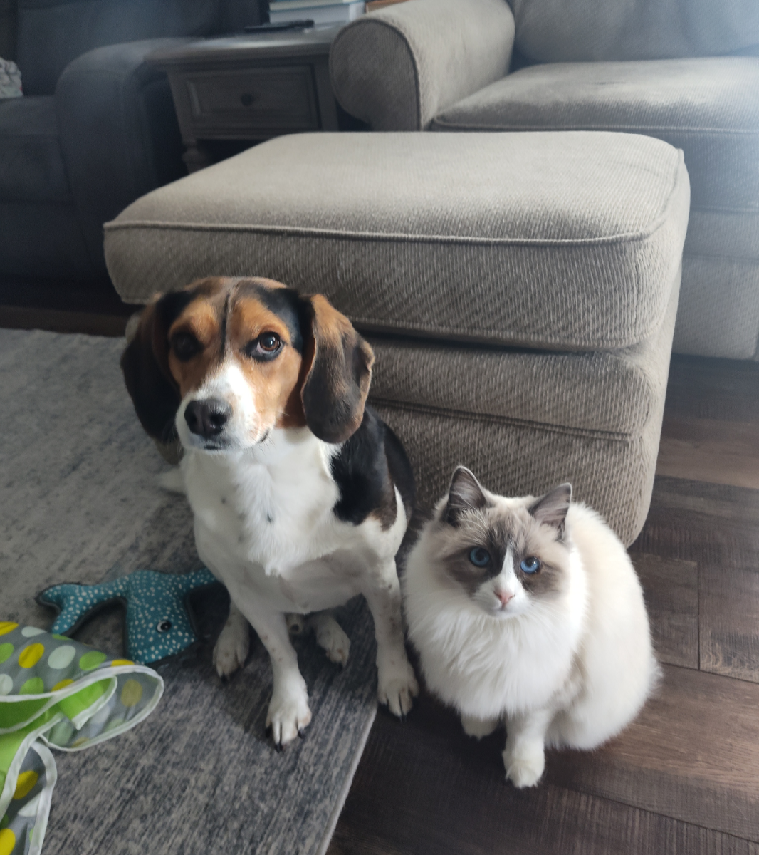 From Wags to Kisses — Amanda Simmons 