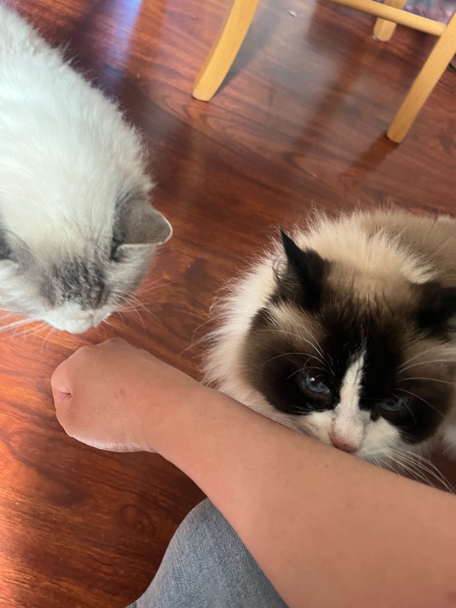 Ragdoll Cats — Rebecca Lee