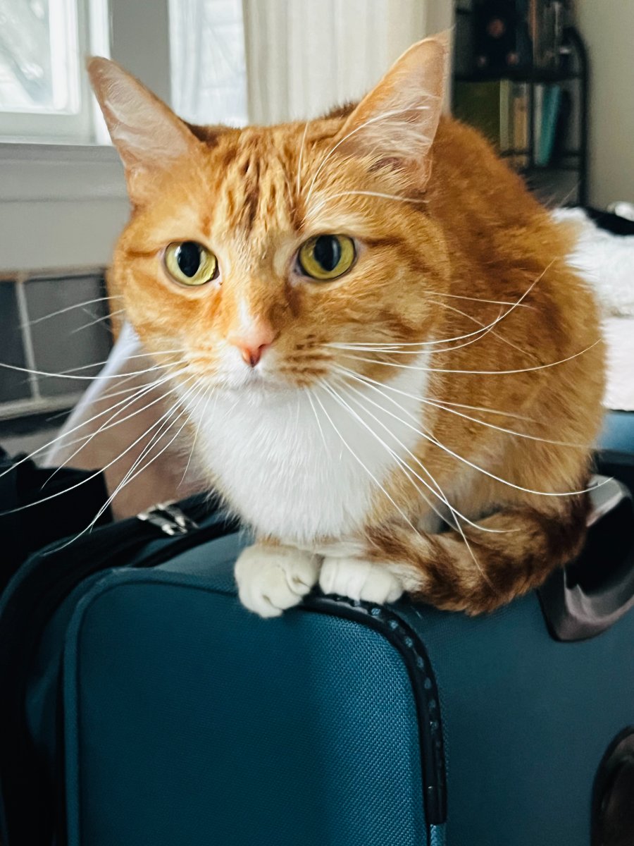 3 cats housesit — Rebecca Lee